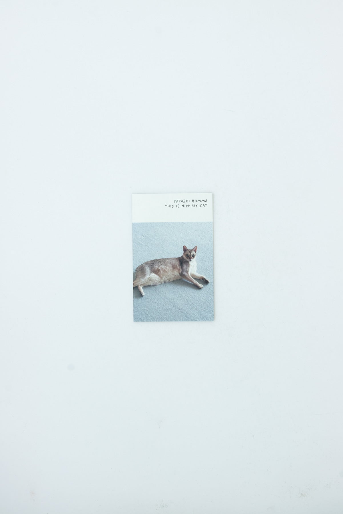 This Is Not My Cat - Takashi Homma