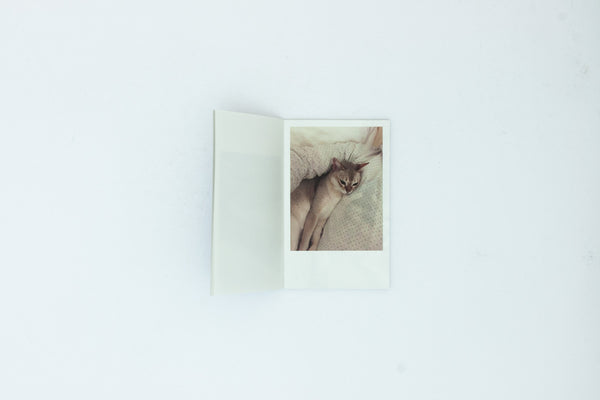 This Is Not My Cat - Takashi Homma