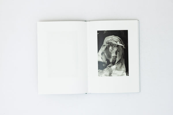 Companions - Yana Wernicke
